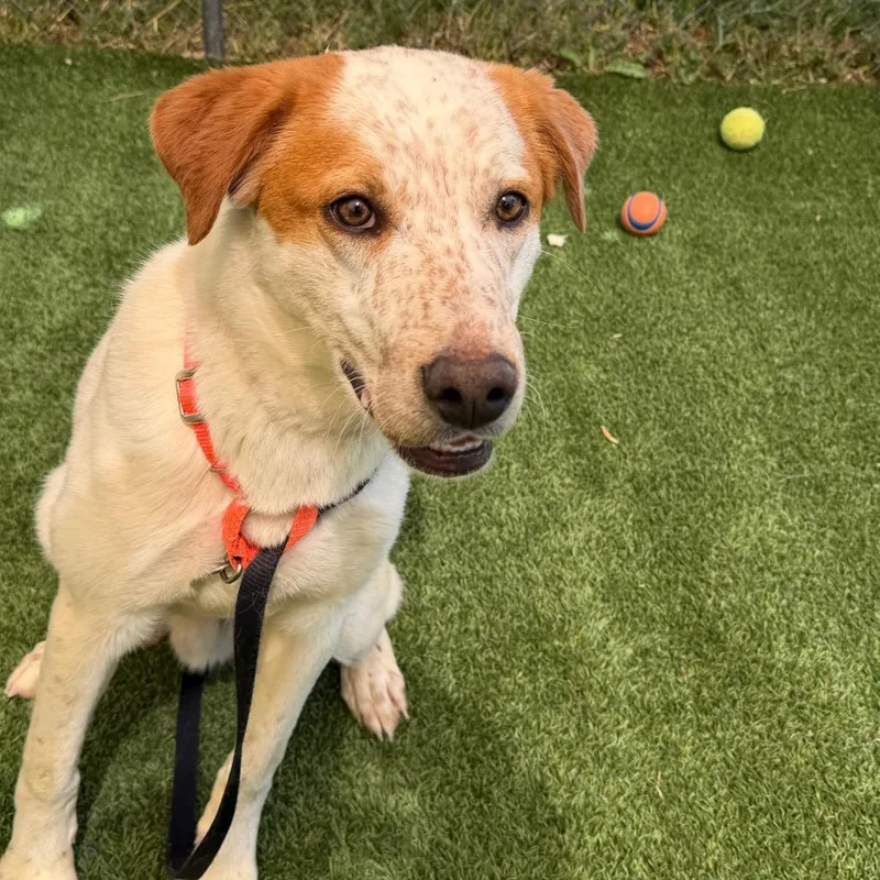 Momo thumbnail 2