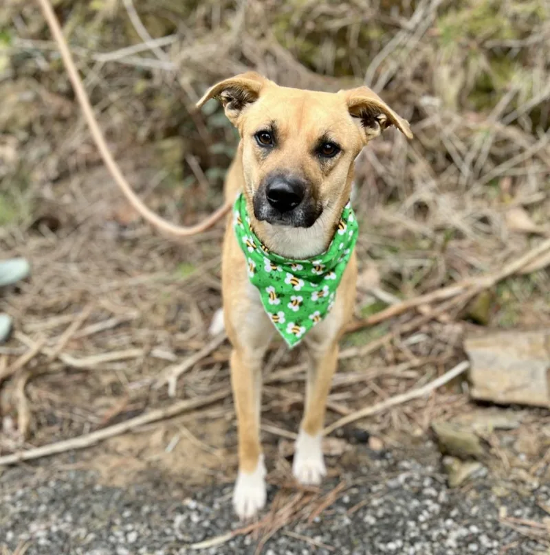 A baby medium-sized female Black Mouth Cur dog named Nala for adoption in Ellijay, GA