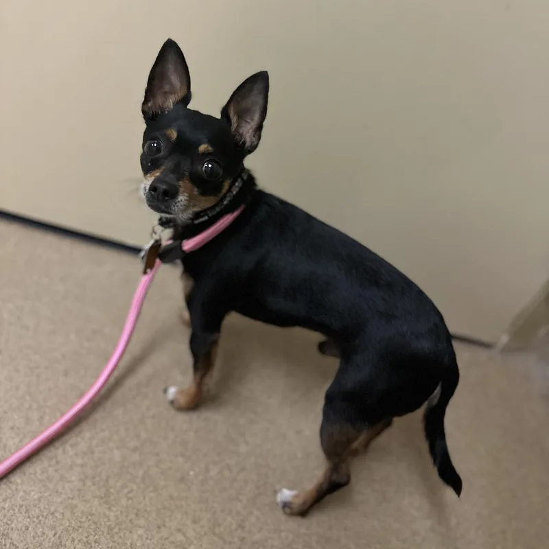 An adult small-sized male Tricolor (Brown, Black, & White) Chihuahua dog named Biggie for adoption in Myerstown, PA