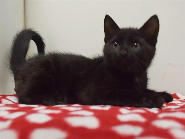 Trevor