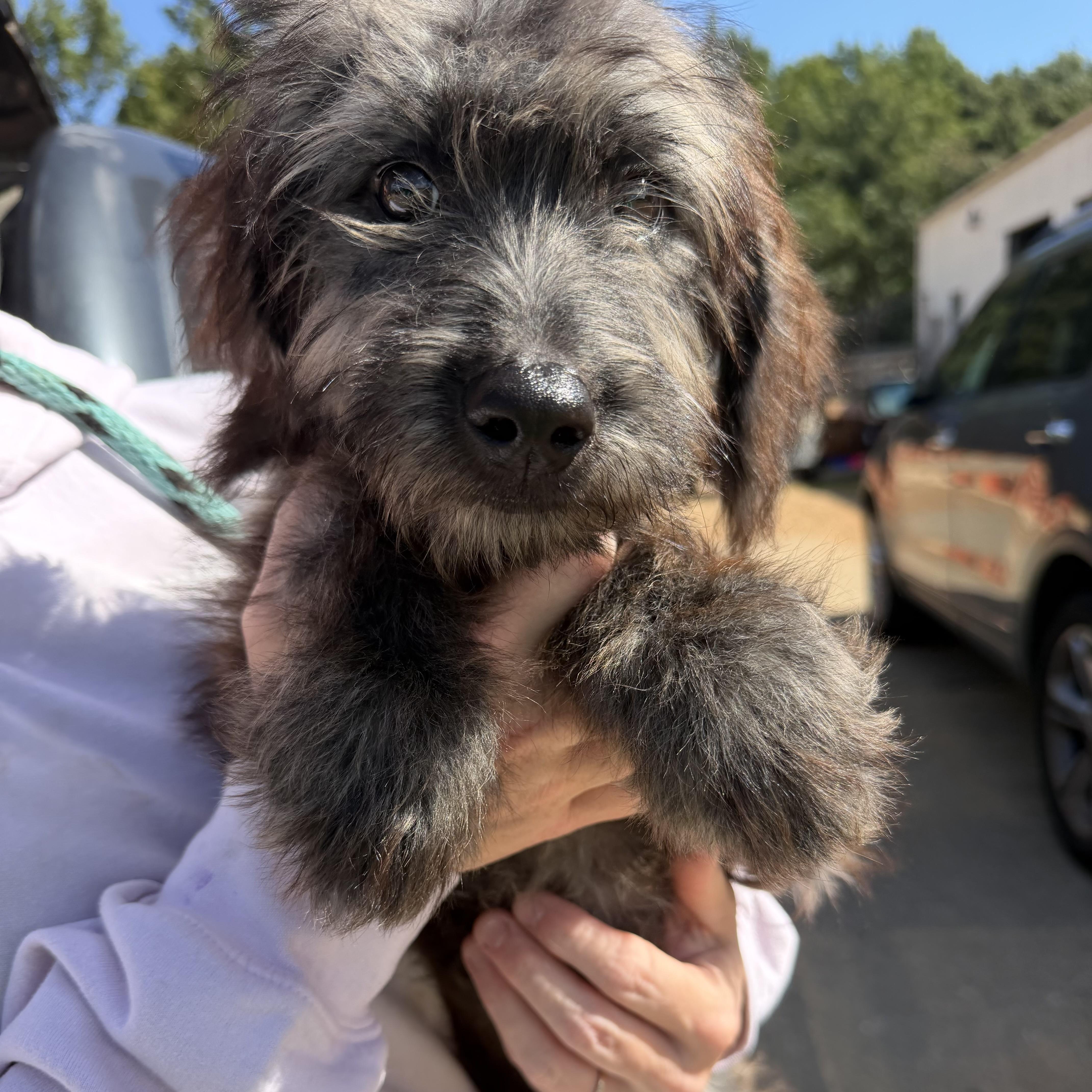A baby medium-sized male Labrador Retriever dog named Shadow for adoption in Columbia, SC