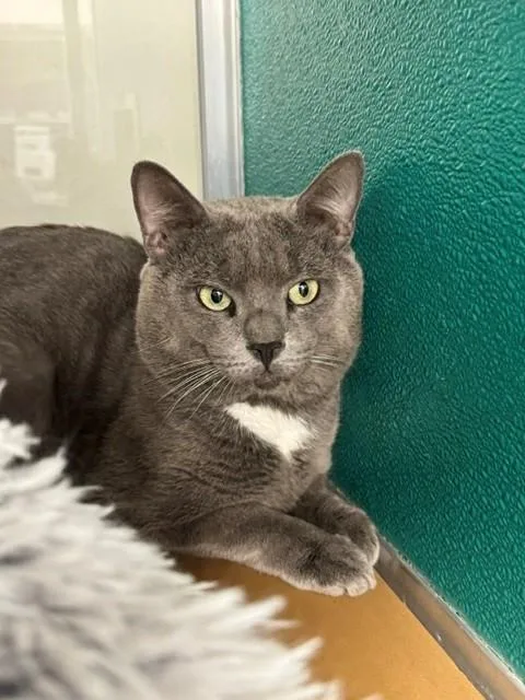 An adult large-sized male Domestic Short Hair cat named Jacob for adoption in Naples, FL
