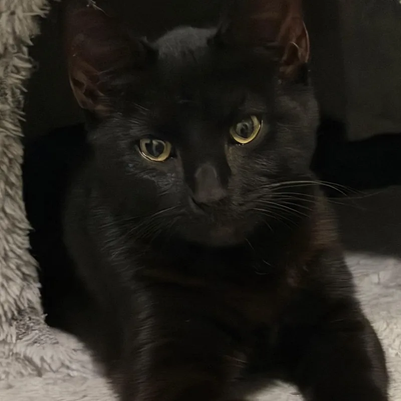 A baby small-sized female Black Domestic Short Hair cat named Sansa for adoption in Frederick, MD