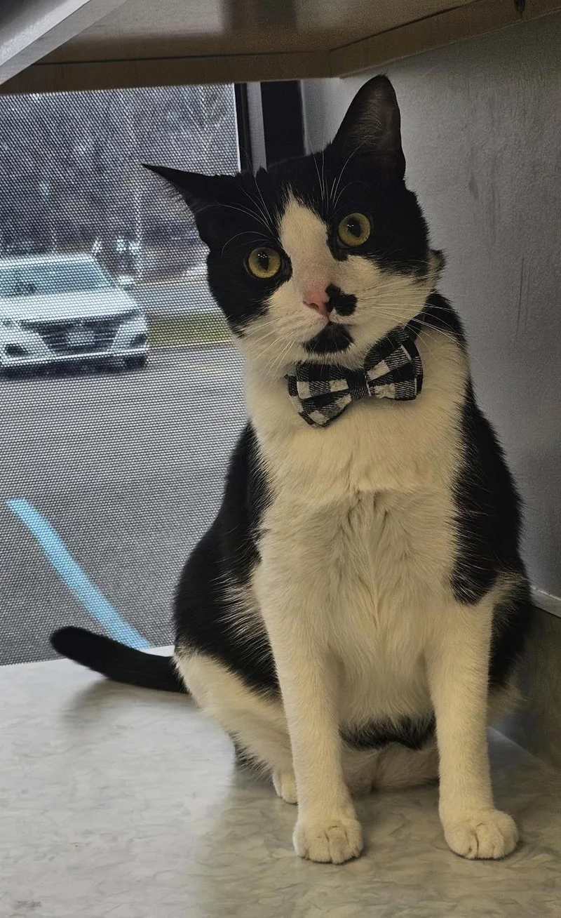 A young medium-sized male Black & White / Tuxedo Domestic Short Hair cat named Malcolm for adoption in Staten Island, NY