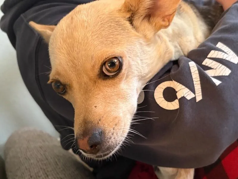 An adult medium-sized female White / Cream Chihuahua dog named Luna for adoption in Van Nuys, CA