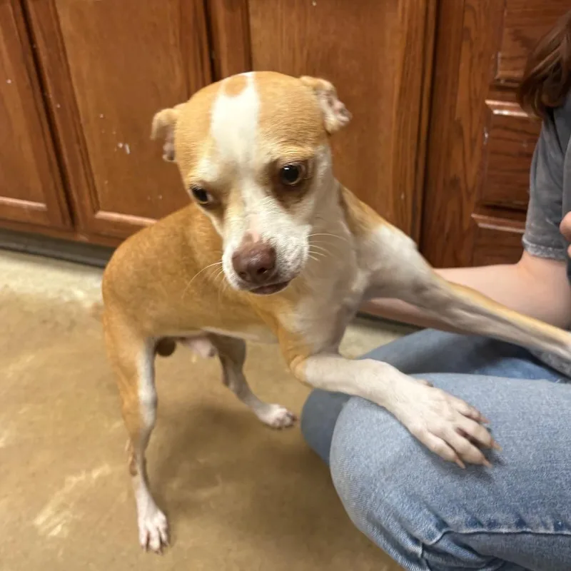 A young small-sized male Yellow / Tan / Blond / Fawn Feist dog named Popeye U for adoption in Tupelo, MS