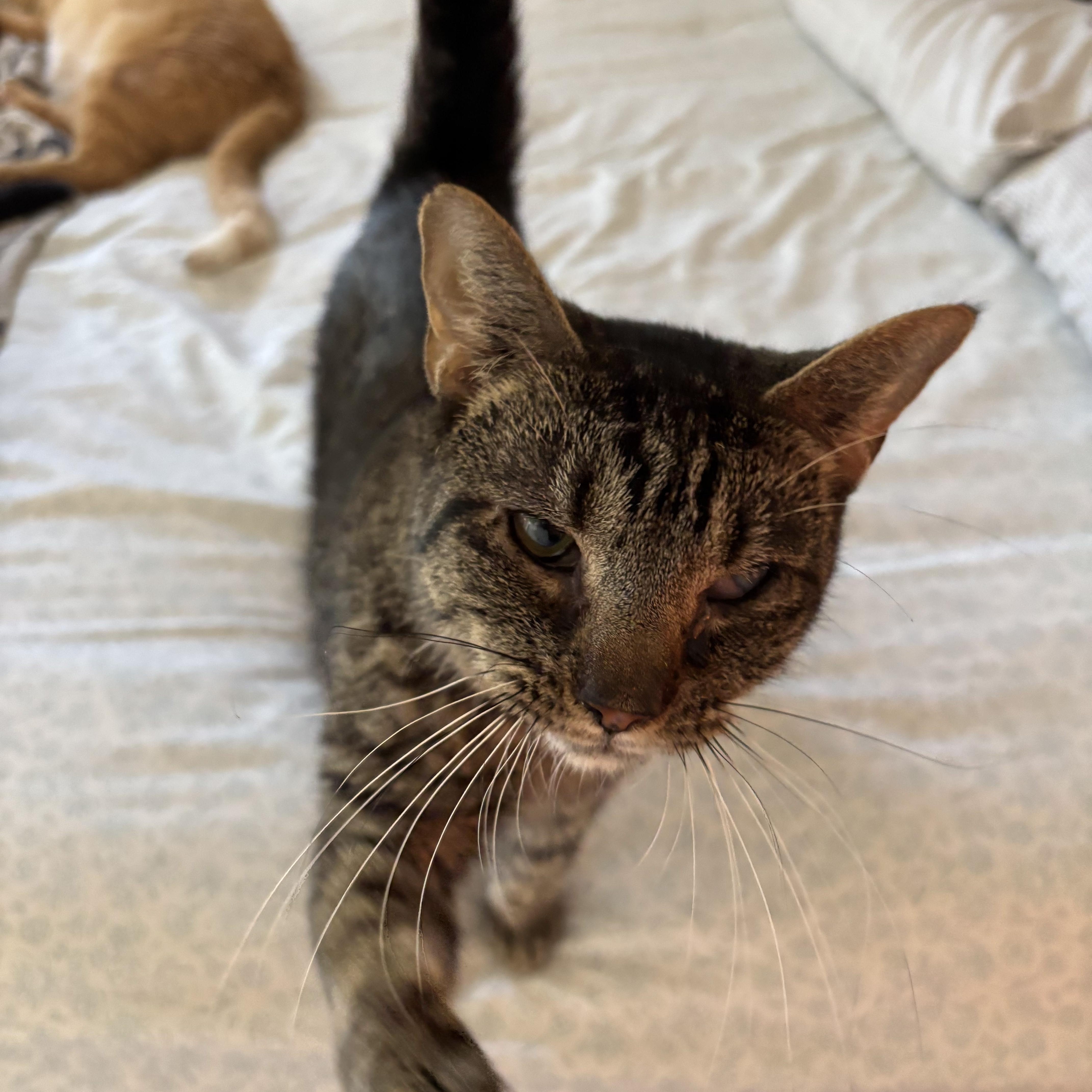 An adult medium-sized female Tabby (Brown / Chocolate) Domestic Short Hair cat named Gracie for adoption in Buffalo, NY