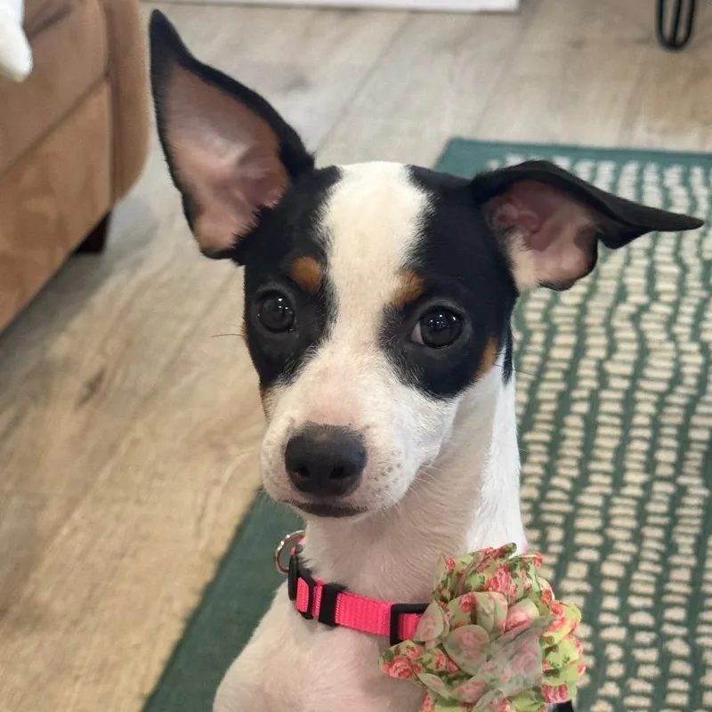 A young small-sized female Black Terrier dog named Stevie for adoption in Indiantown, FL