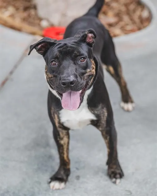 A young large-sized male Staffordshire Bull Terrier dog named Milton for adoption in Miami, FL