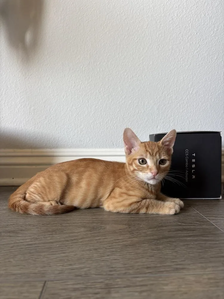 A baby medium-sized male Tabby (Orange / Red) Domestic Short Hair cat named Loki for adoption in Saint Petersburg, FL