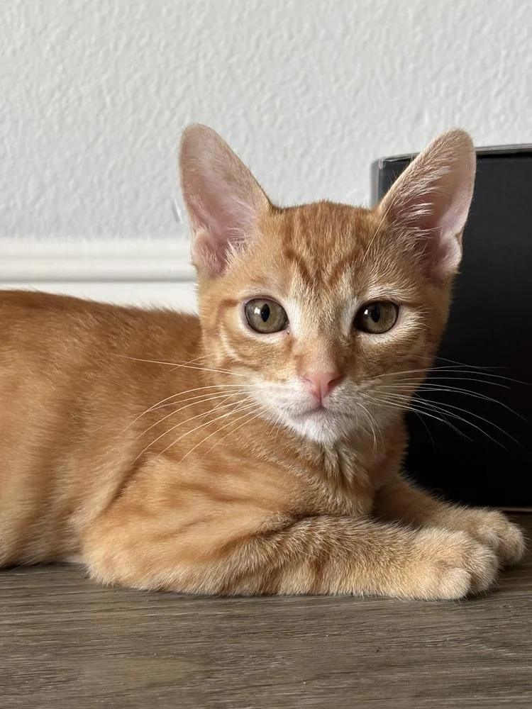 Loki thumbnail 2
