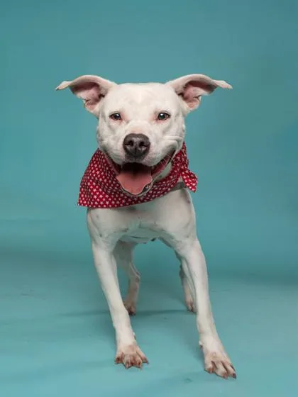 A young medium-sized female Mixed Breed dog named Birdy for adoption in Atlanta, GA