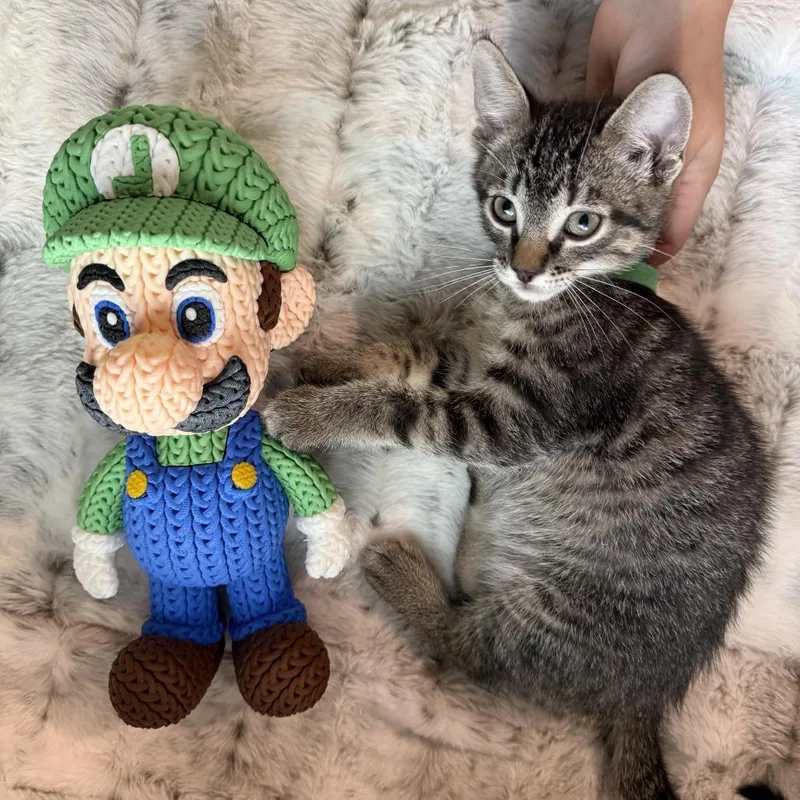 A baby small-sized male Brown / Chocolate Domestic Short Hair cat named Luigi for adoption in Normal, IL