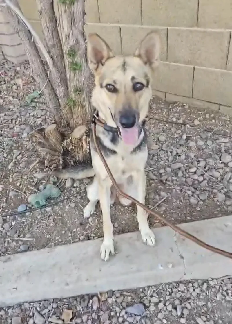 An adult medium-sized female Brown / Chocolate German Shepherd Dog dog named Theodora for adoption in Glendale, AZ