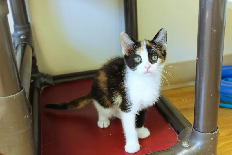 A baby medium-sized female Calico cat named Cherry for adoption in Urbana, OH
