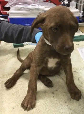 A young small-sized female Pit Bull Terrier dog named Riley for adoption in Riverside, CA