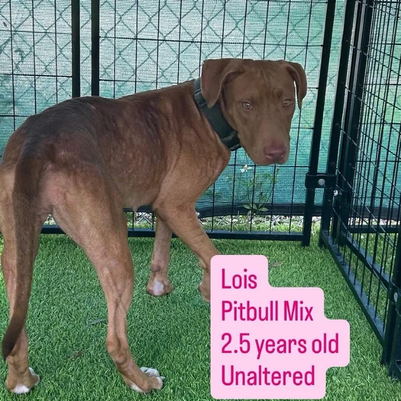 An adult medium-sized female Brown / Chocolate Pit Bull Terrier dog named Lois for adoption in Tampa, FL