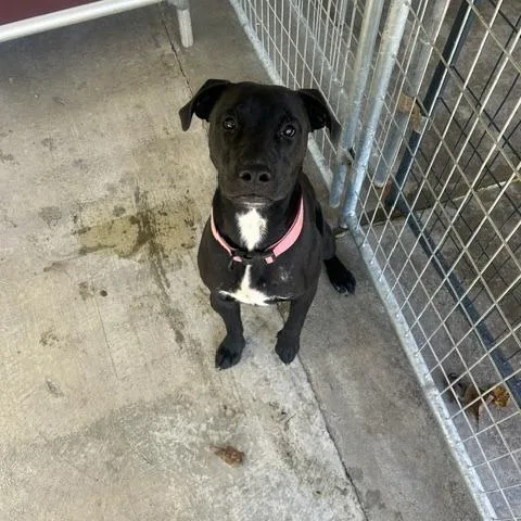 A young medium-sized female Black Pit Bull Terrier dog named Anya for adoption in Marble, NC