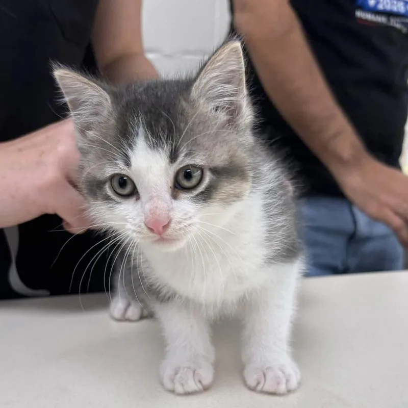 A baby small-sized male Domestic Medium Hair cat named Reaper for adoption in Beaumont, TX
