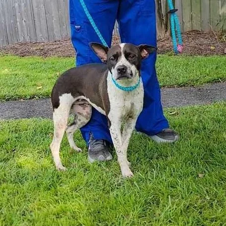 A young medium-sized female Gray / Blue / Silver Cattle Dog dog named Gloria for adoption in Valdosta, GA