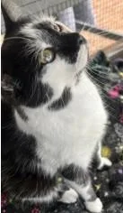 A young small-sized female Domestic Short Hair cat named Princess for adoption in Westminster, MD