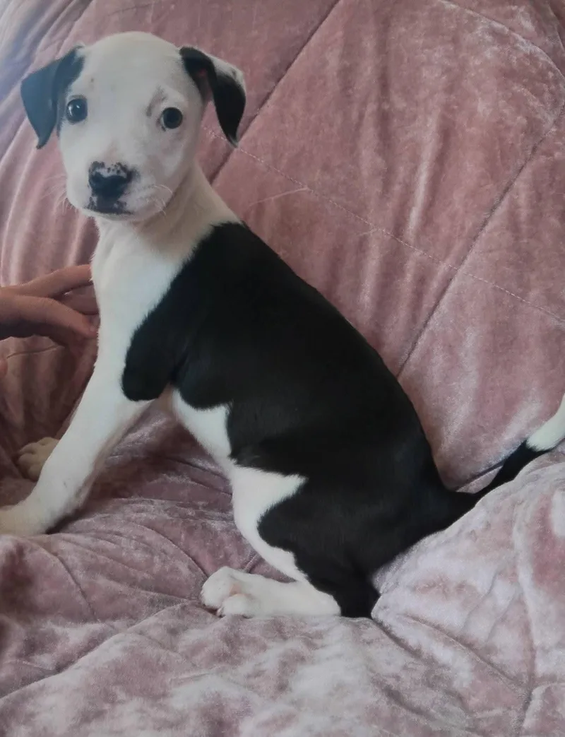 A baby medium-sized female American Bulldog dog named Satin for adoption in Winter haven, FL
