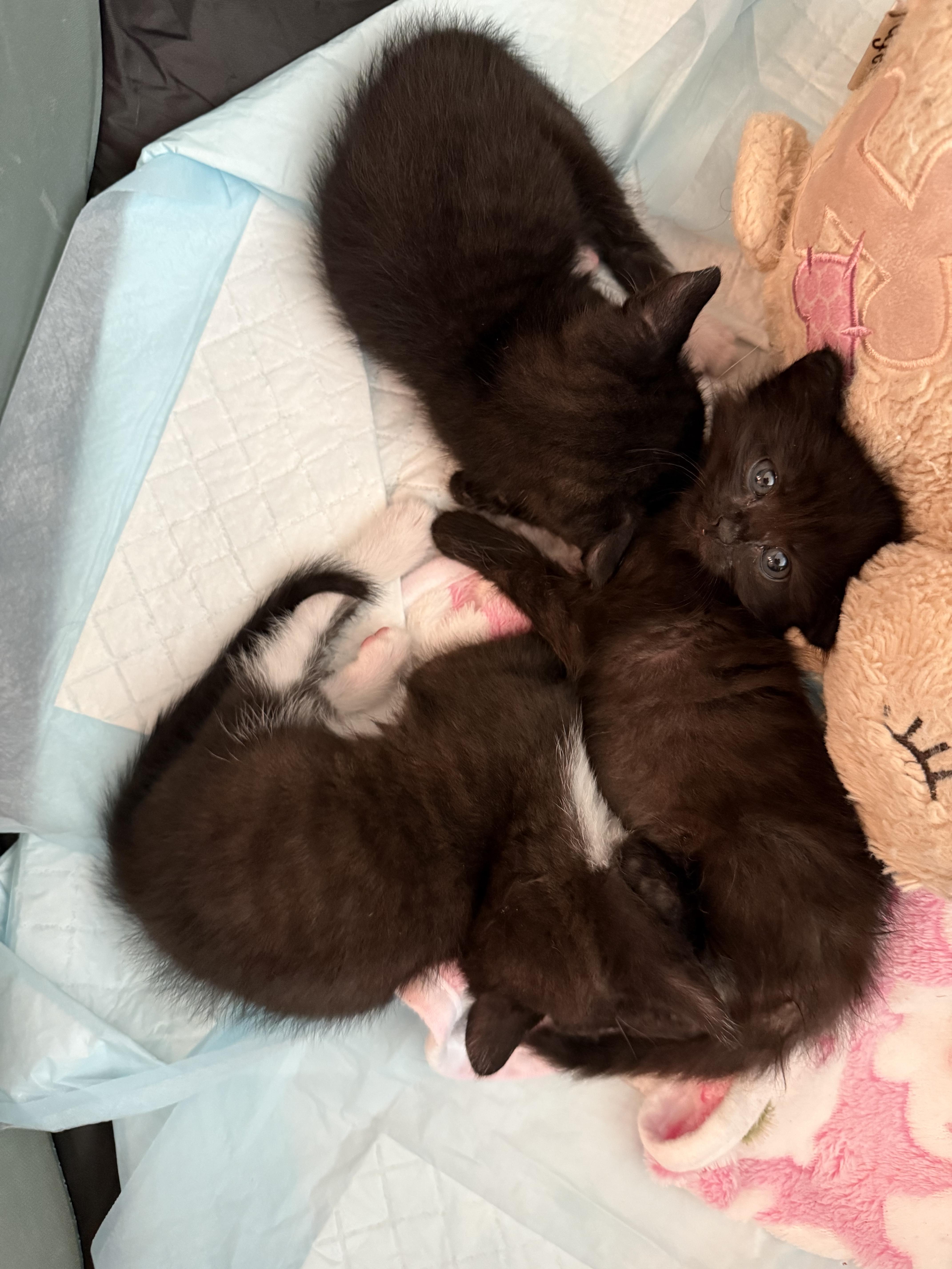 A baby medium-sized female Domestic Short Hair cat named Breeze for adoption in Ponte vedra, FL