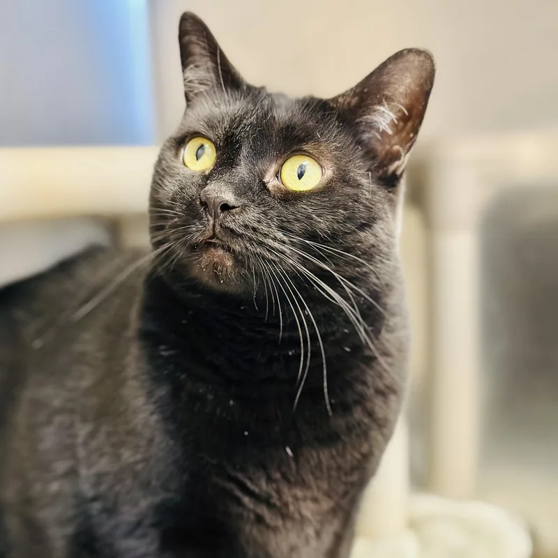 Gina
