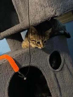 A young small-sized female Brown / Chocolate Domestic Short Hair cat named Wanda Round for adoption in Fort Collins, CO