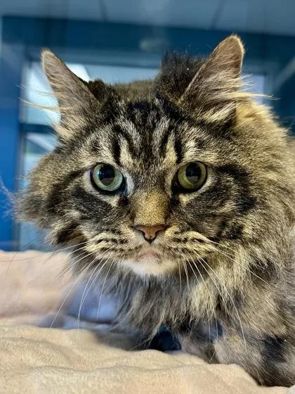 A senior extra large-sized male Buff / Tan / Fawn Domestic Long Hair cat named Milo for adoption in Wichita, KS