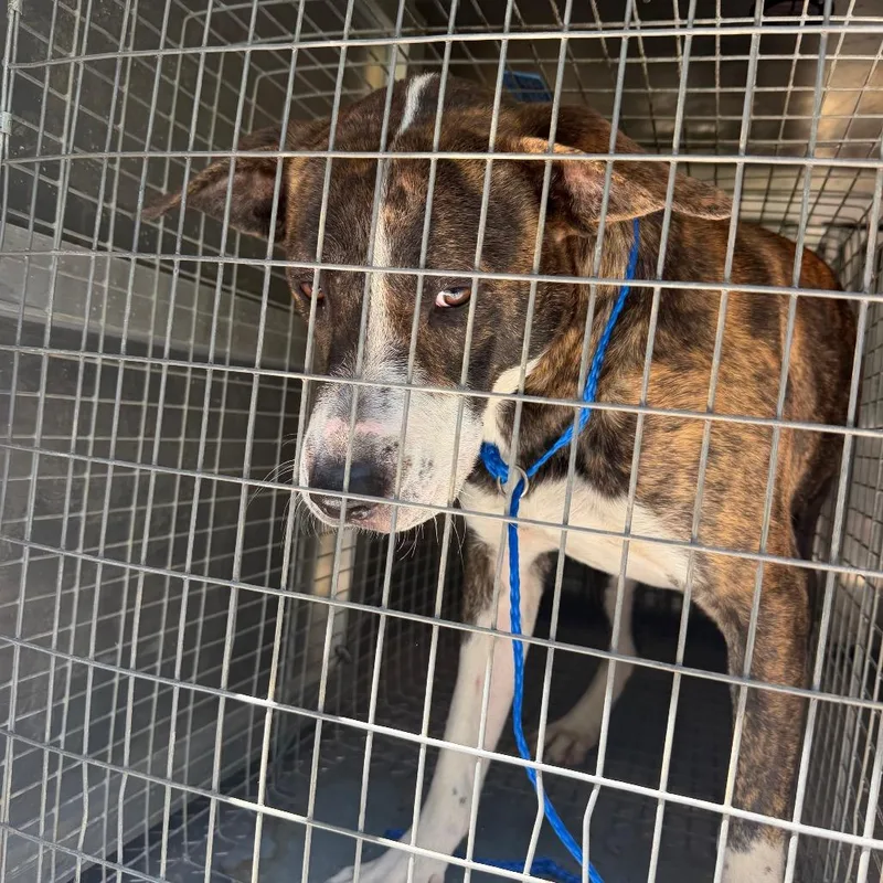 An adult medium-sized female Brindle Hound dog named Shenandoah for adoption in Greensboro, NC