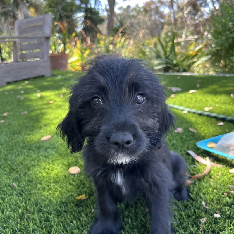 A baby small-sized female Schnoodle dog named Sunny for adoption in San Diego, CA