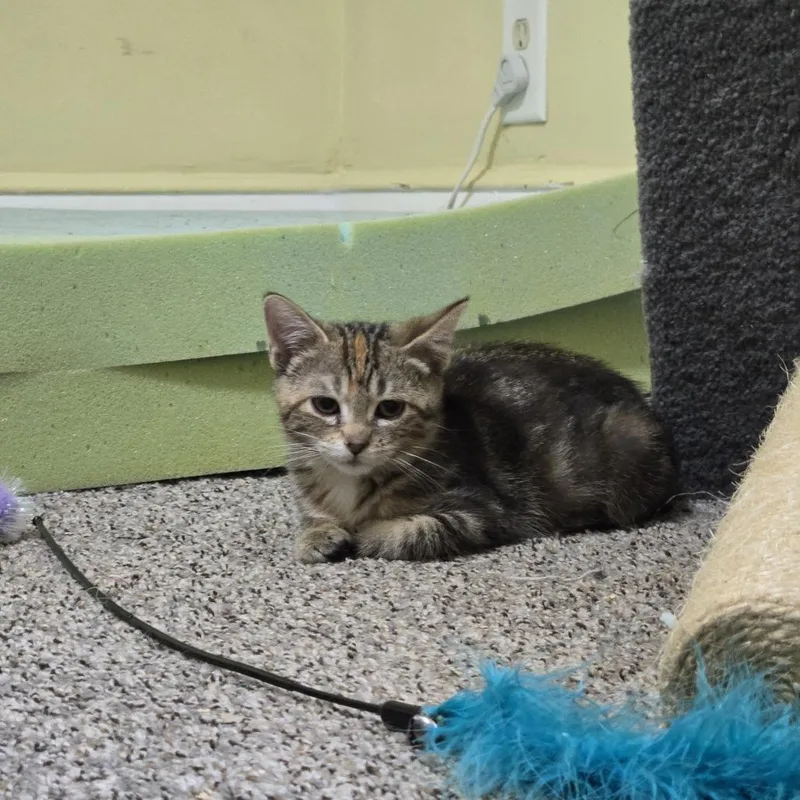 A baby small-sized female Gray / Blue / Silver Domestic Short Hair cat named Mabel for adoption in Minneapolis, MN