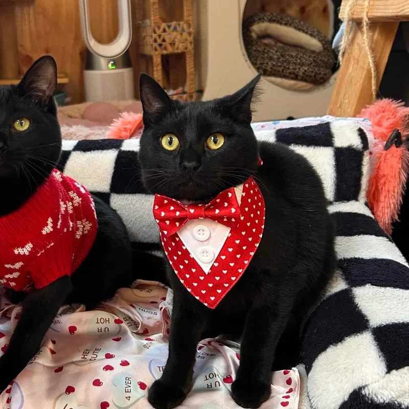 A young small-sized male Black Domestic Short Hair cat named Tommen for adoption in San Diego, CA