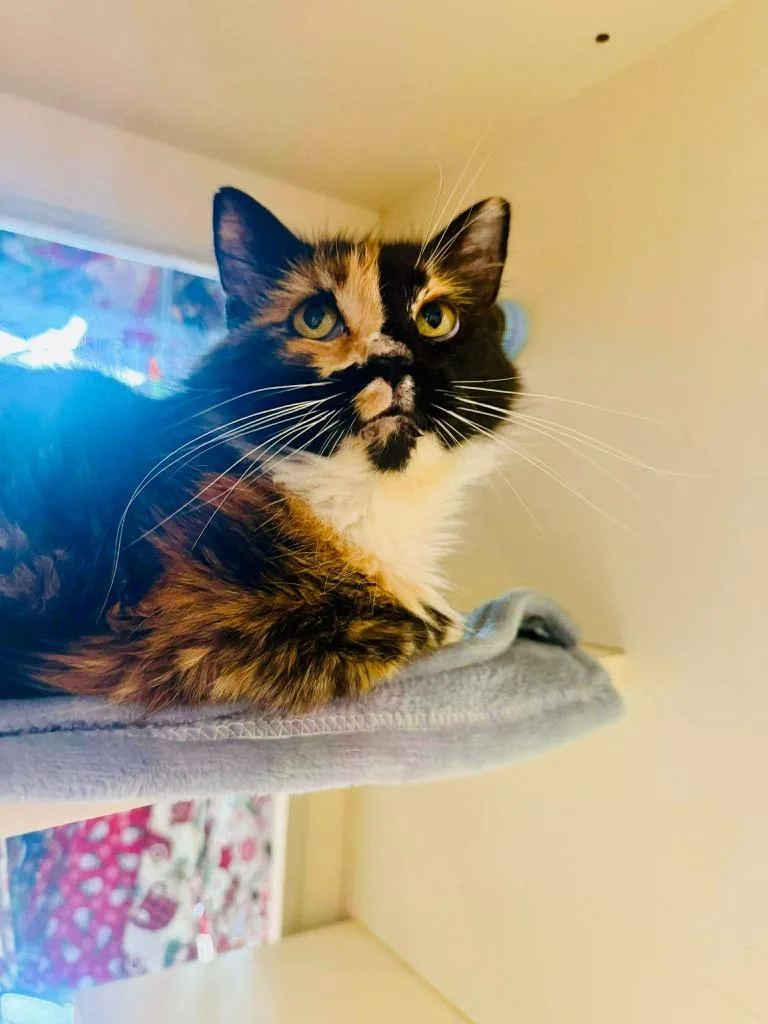 Sunflower thumbnail 2