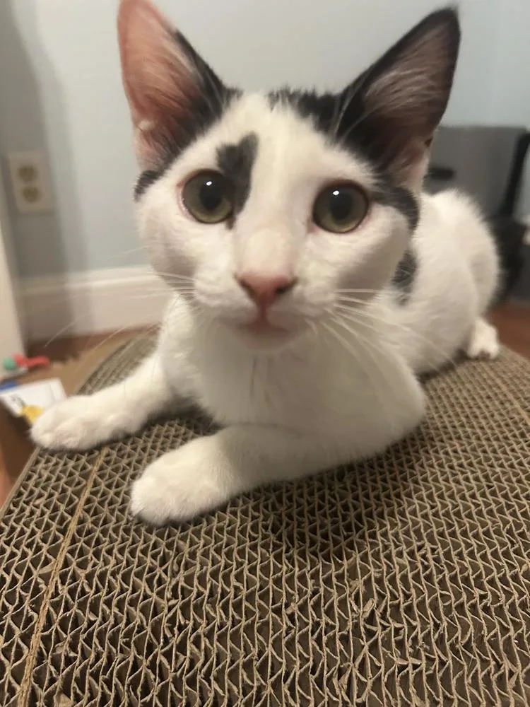 A baby small-sized female Black & White / Tuxedo Tabby cat named Peanut for adoption in Manteca, CA