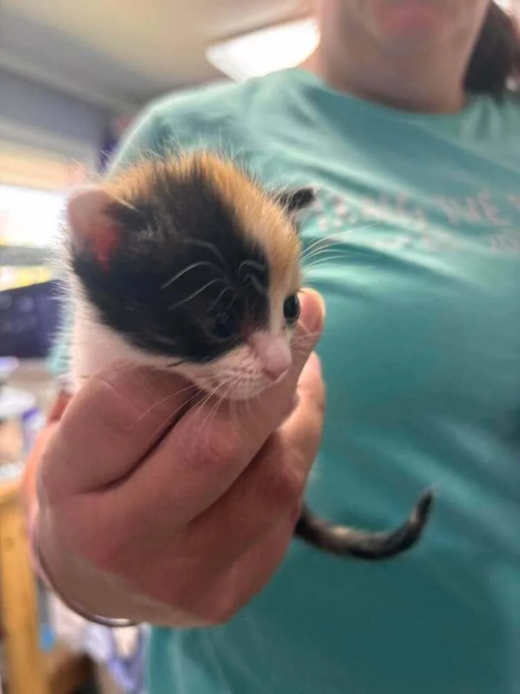 A baby small-sized female Domestic Short Hair cat named Honey Bee for adoption in Statesboro, GA