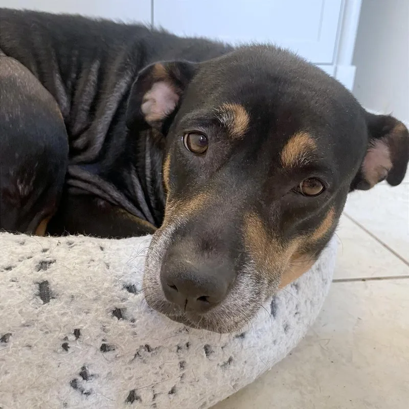 A senior medium-sized female Black Mixed Breed dog named Cobot for adoption in Memphis, TN
