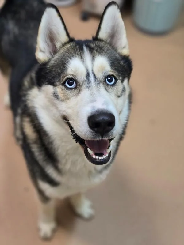An adult large-sized male Siberian Husky dog named Cowboy Curtis for adoption in Kennewick, WA