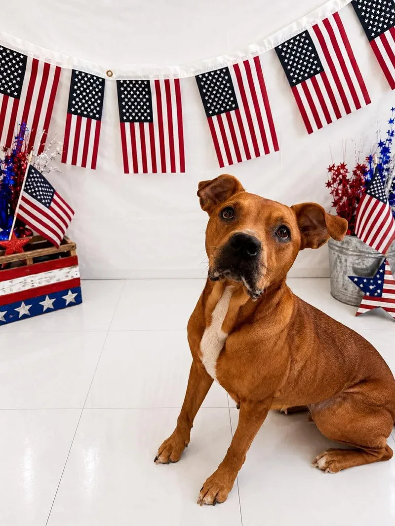 A senior medium-sized female Red / Chestnut / Orange Mixed Breed dog named Junebug for adoption in Chickasha, OK
