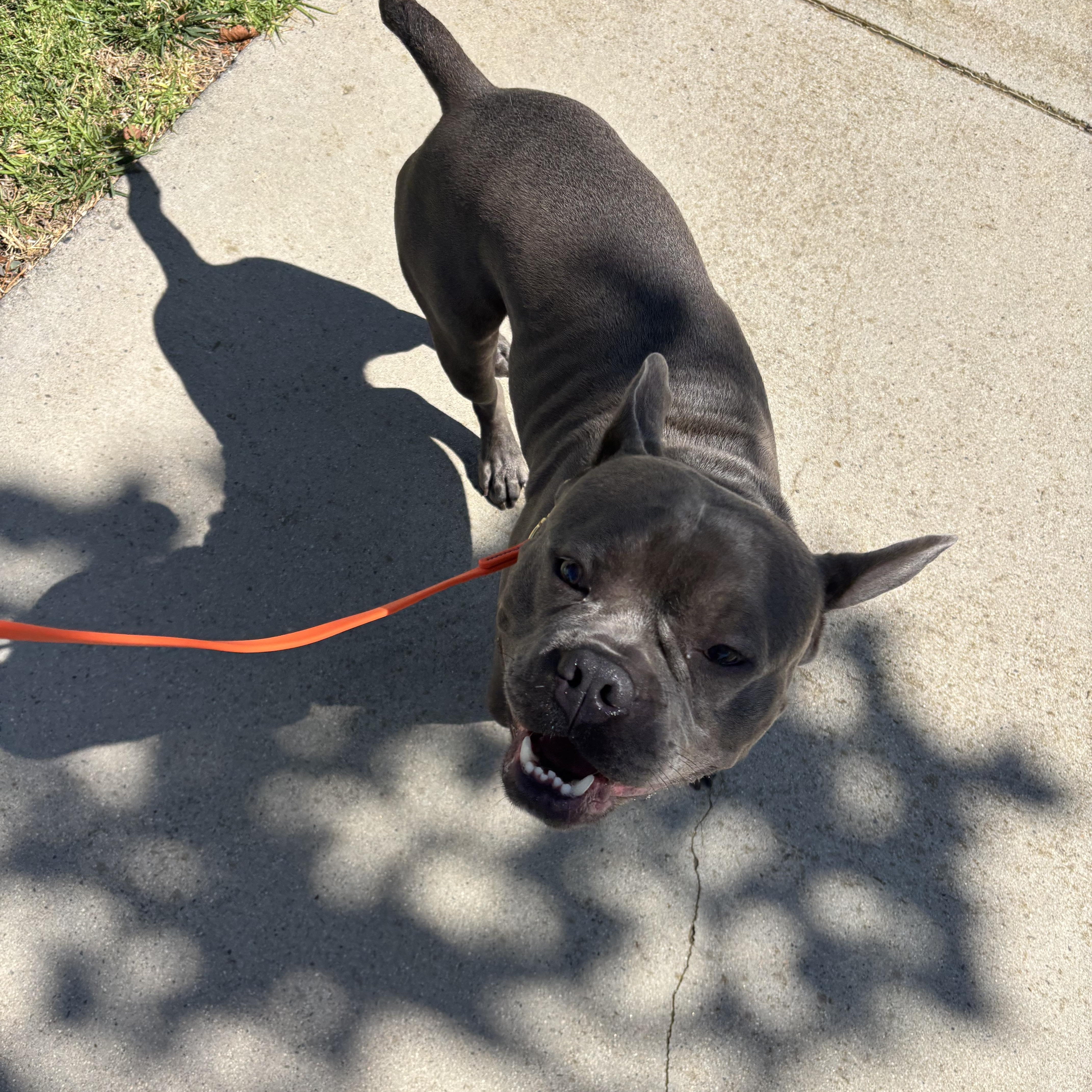 A young medium-sized male Gray / Blue / Silver Bull Terrier dog named Spud for adoption in Rancho Santa Margarita, CA