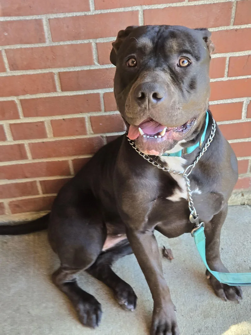 Sterlyng thumbnail 3