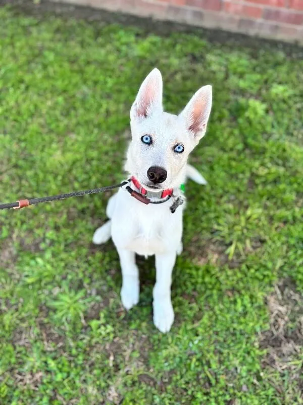 A baby medium-sized male White / Cream Husky dog named Atlas for adoption in Aiken, SC
