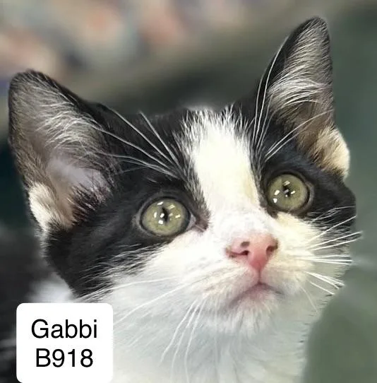 Gabbi