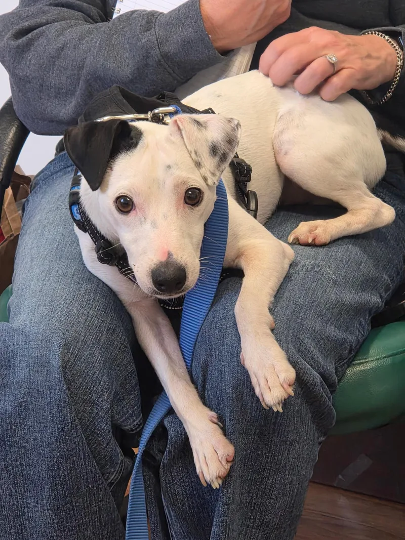 A young small-sized male White / Cream Jack Russell Terrier dog named Zeke for adoption in Grass Valley, CA