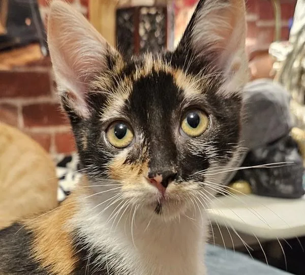 A baby small-sized female Domestic Short Hair cat named Storm for adoption in Bonsall, CA