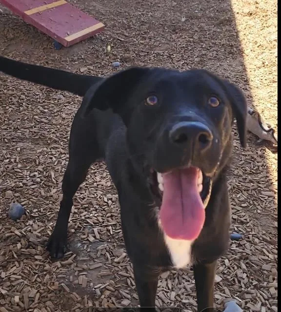 A young medium-sized male Labrador Retriever dog named Sable for adoption in Albuquerque, NM