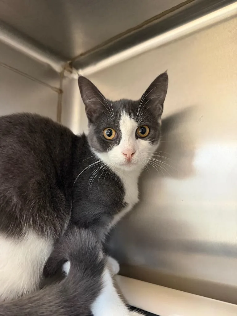 A baby small-sized female Domestic Short Hair cat named Promise for adoption in Pomona, NY
