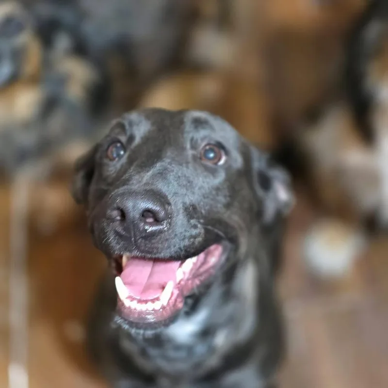 An adult medium-sized female Black Mixed Breed dog named Karma for adoption in Tacoma, WA