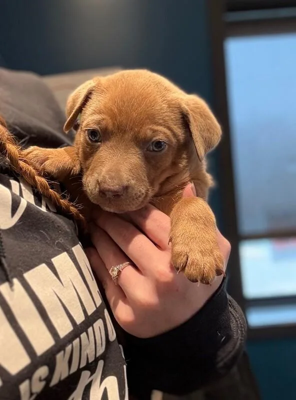 A young medium-sized male Yellow / Tan / Blond / Fawn Mixed Breed dog named Taco for adoption in Osseo, MI